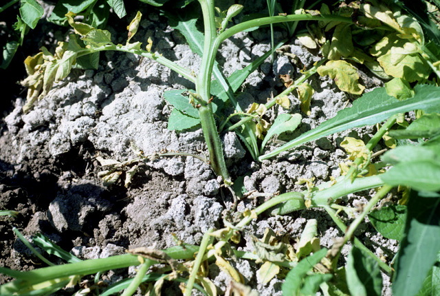 Blackleg