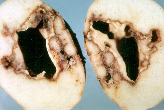 Bacterial soft rot