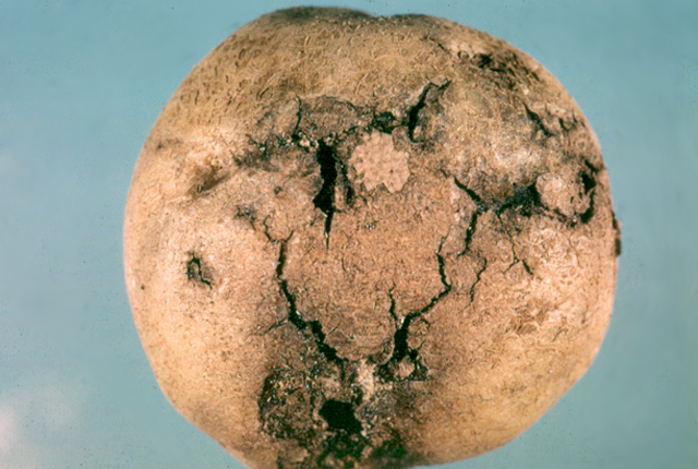 Bacterial soft rot