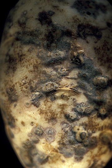 Bacterial soft rot