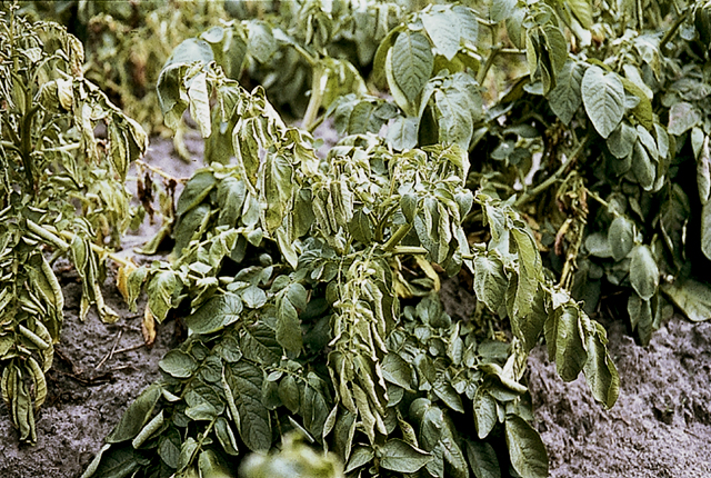 Brown rot (Bacteral wilt)