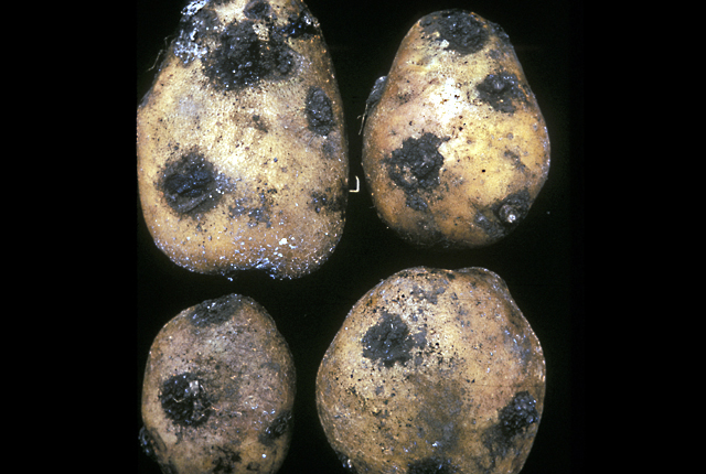 Brown rot (Bacteral wilt)