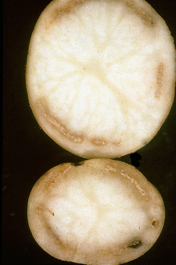 Brown rot (Bacteral wilt)
