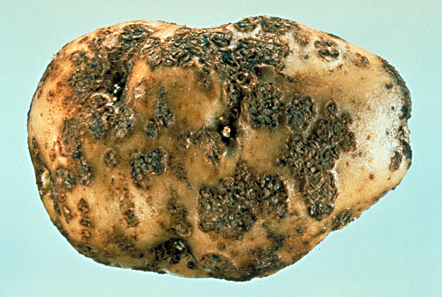 Common scab (Potato scab)