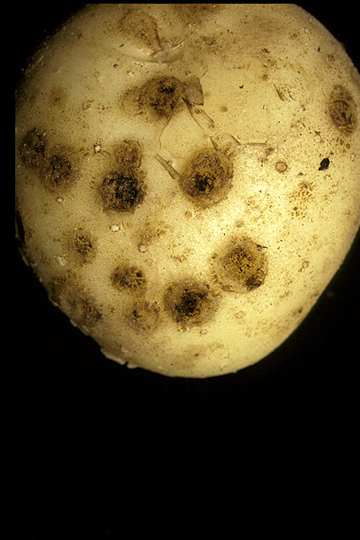 Common scab (Potato scab)