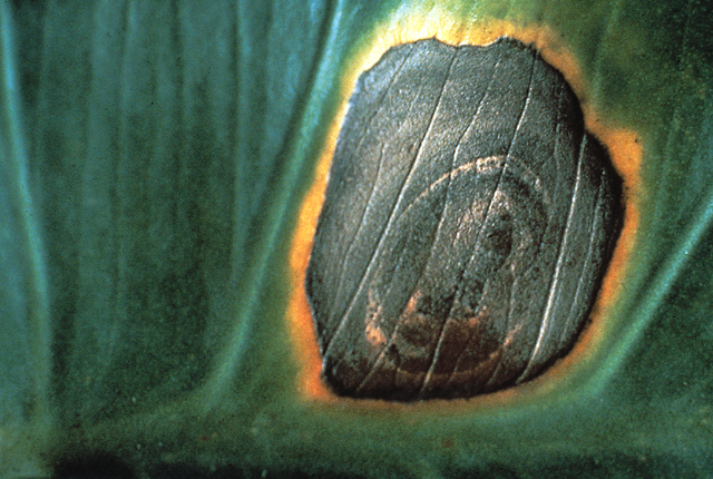 Bacterial leaf spot