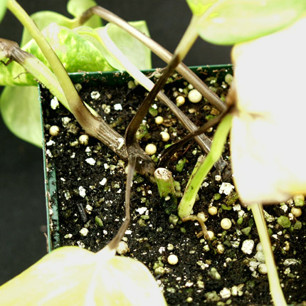 Bacterial wilt