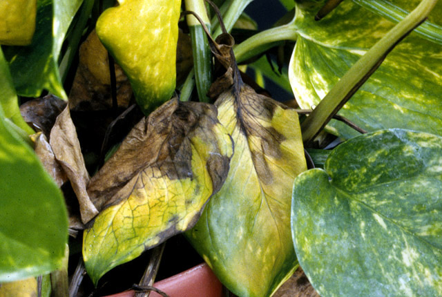 Bacterial wilt