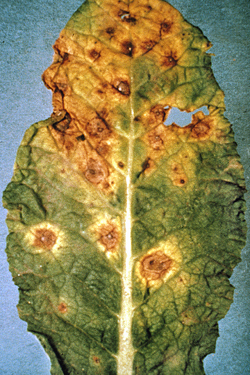 Pseudomonas leaf spot
