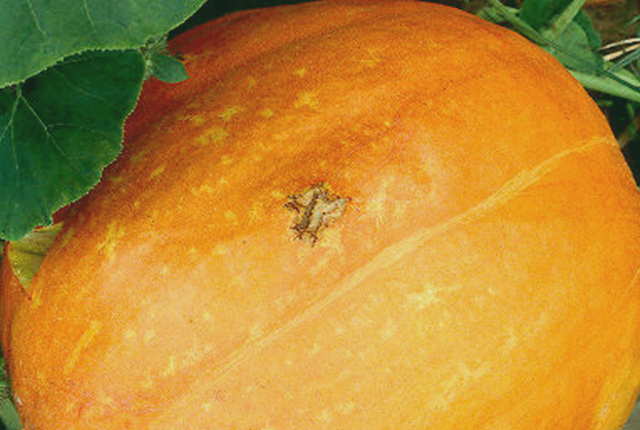Bacterial fruit blotch