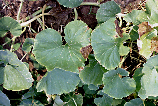 Bacterial fruit blotch