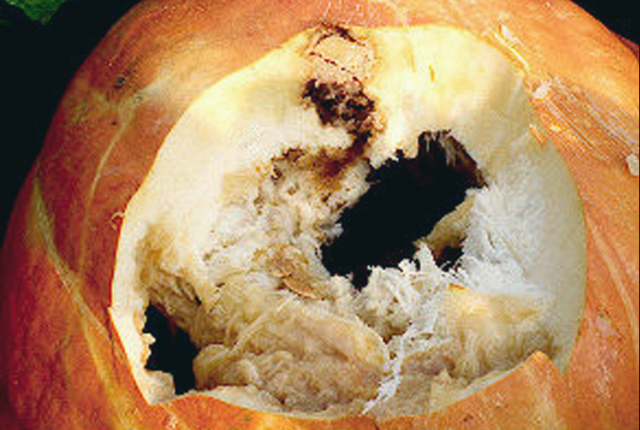 Bacterial fruit blotch