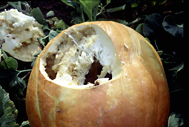 Bacterial fruit blotch