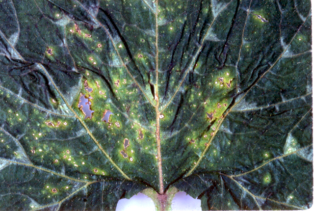 Angular leaf spot