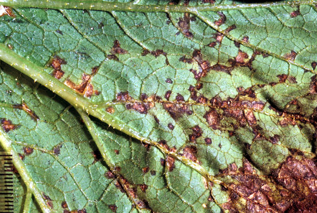 Bacterial leaf spot