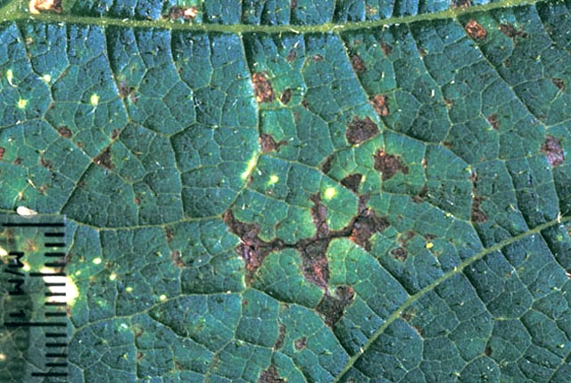 Bacterial leaf spot