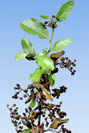Fire blight