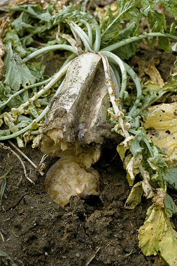 Bacterial soft rot