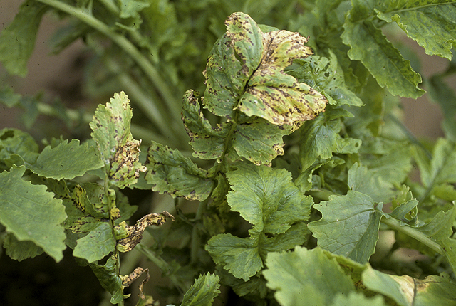 Bacterial leaf spot