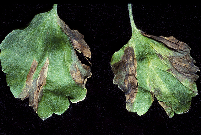 Bacterial leaf spot (Blight)