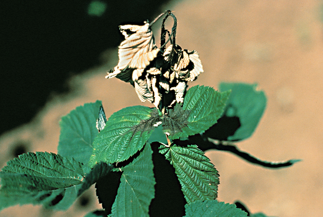 Fire blight