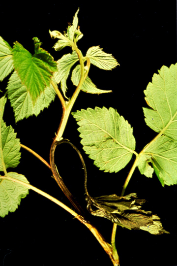 Bacterial blight