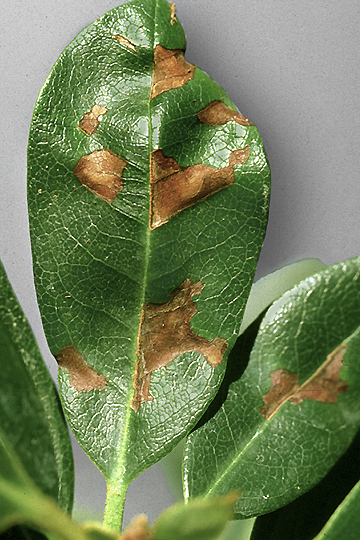 Bacterial leaf spot