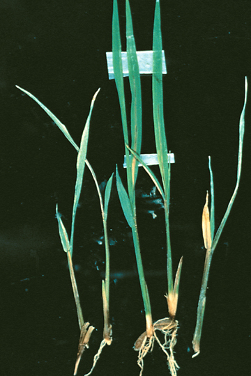 Bacterial leaf spot