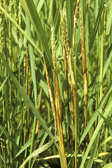 Sheath brown rot
