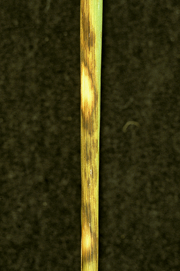 Sheath brown rot