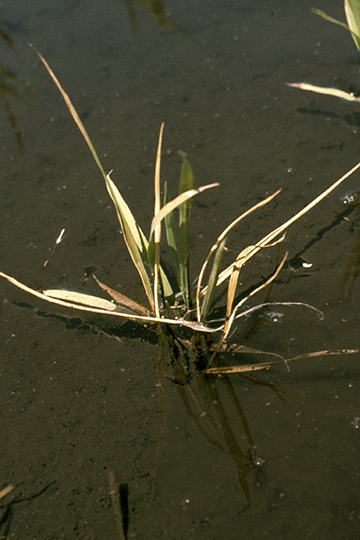 Sheath brown rot