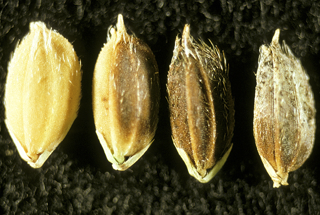 Sheath brown rot