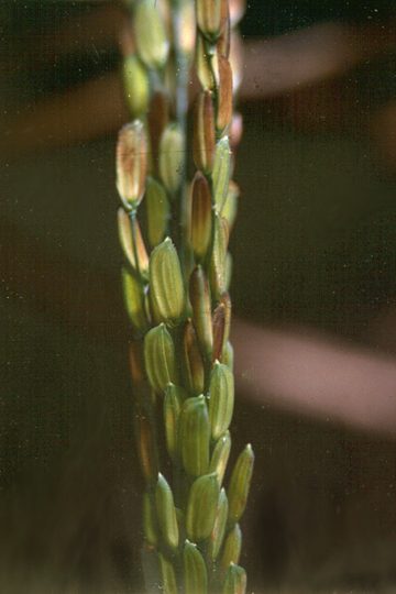 Grain rot