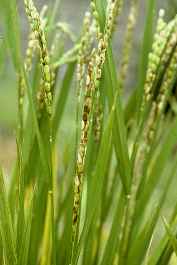 Grain rot
