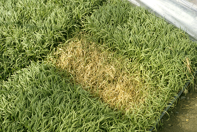 Bacterial seedling blight