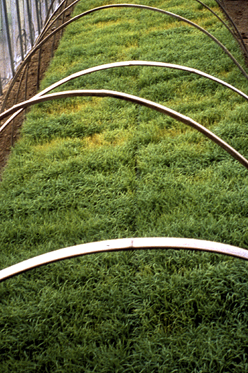 Bacterial seedling blight