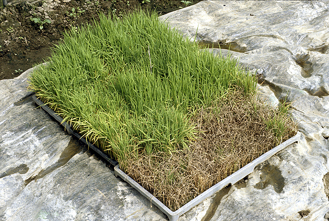 Bacterial seedling blight