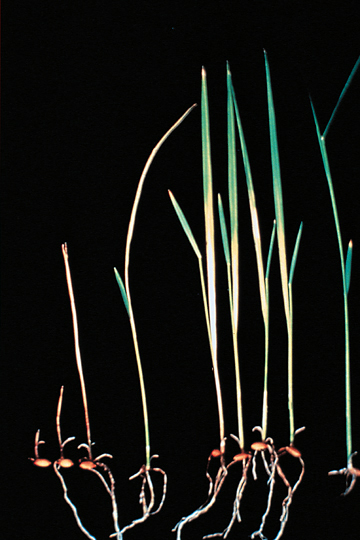 Bacterial seedling blight