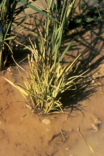 Rice yellow dwarf