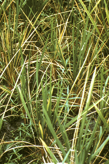 Bacterial foot rot