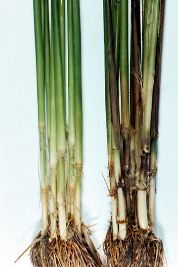 Bacterial foot rot