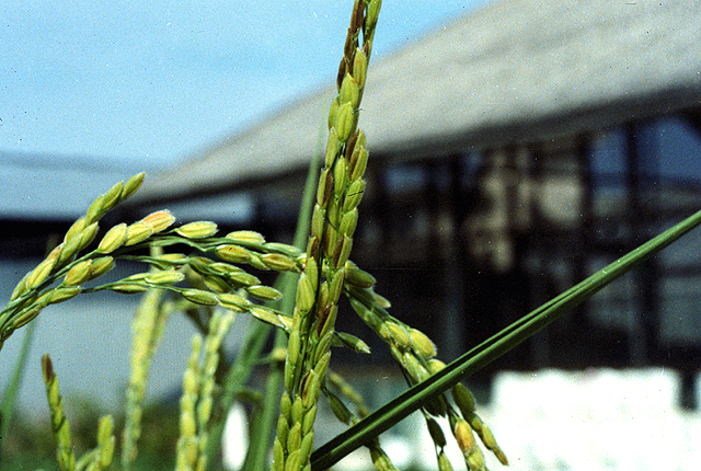 Bacterial palea browning