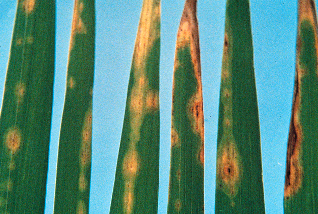 Halo blight