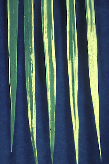 Bacterial blight