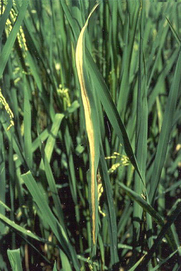Bacterial blight