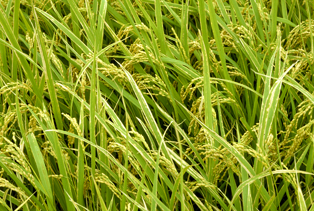 Bacterial blight