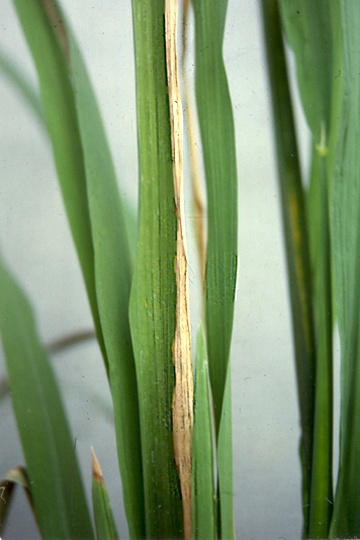 Bacterial blight