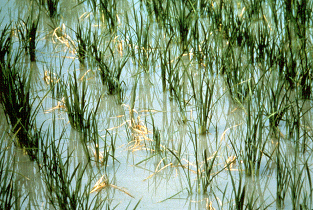 Bacterial blight