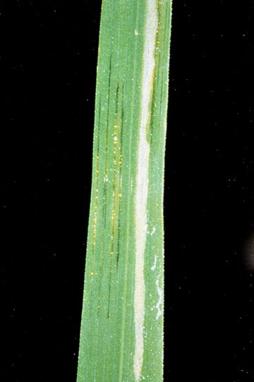 Bacterial blight and bacterial leaf streak