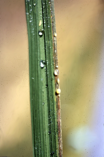 Bacterial leaf streak